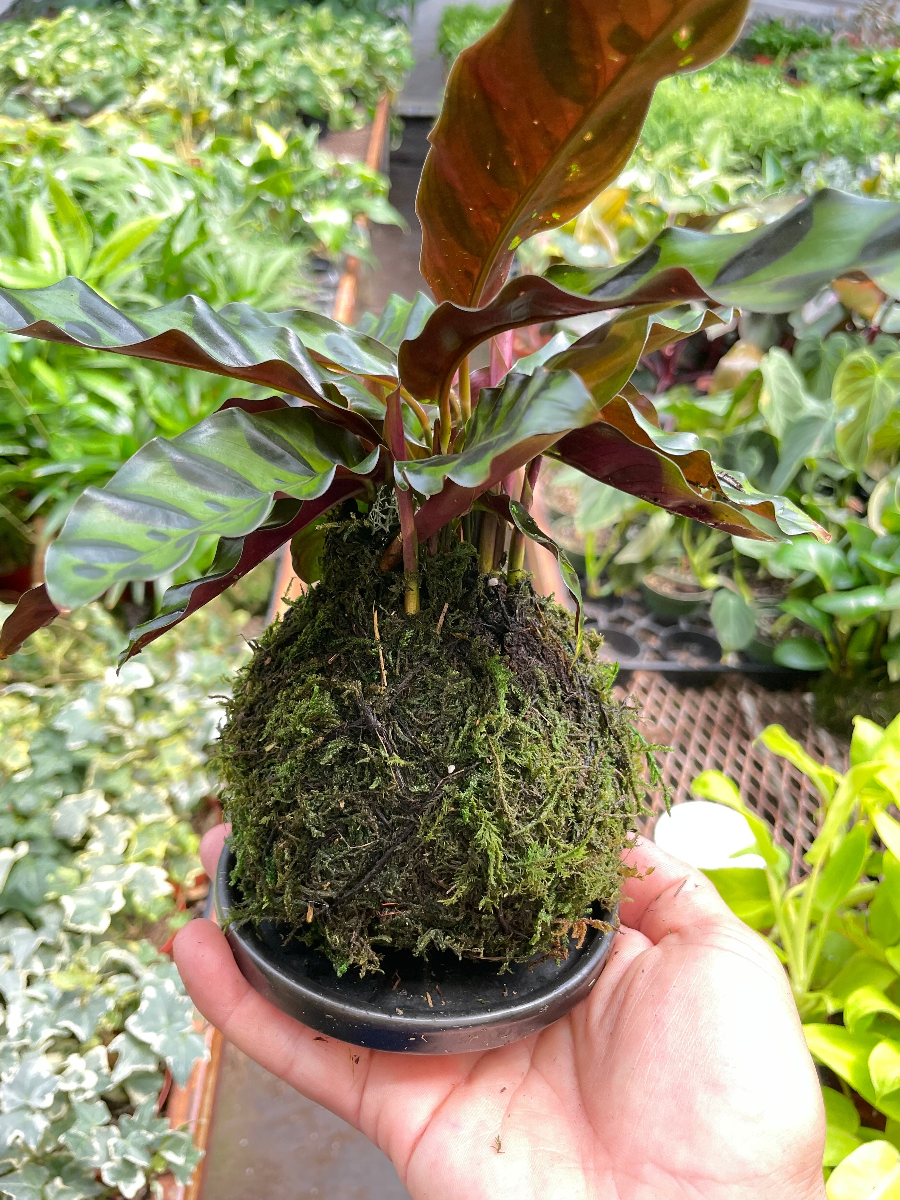 Calathea Rattlesnake Kokedama - Thumbnail 2