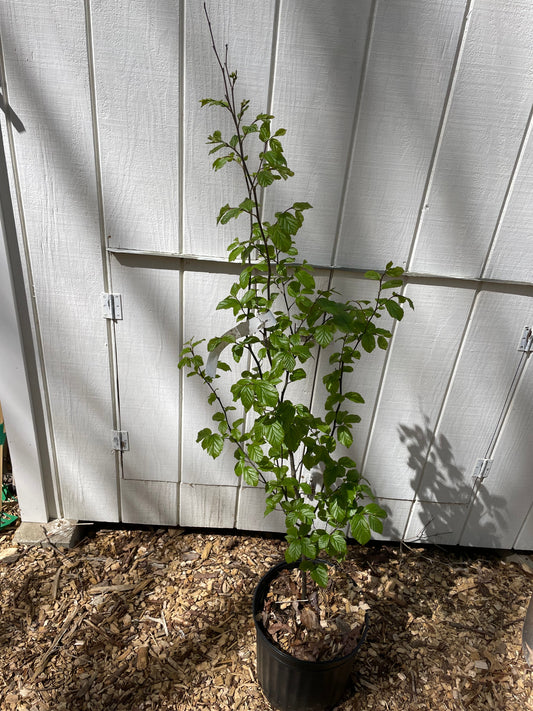 Ironwood ' Golden Bell Tower ' Parrotia –