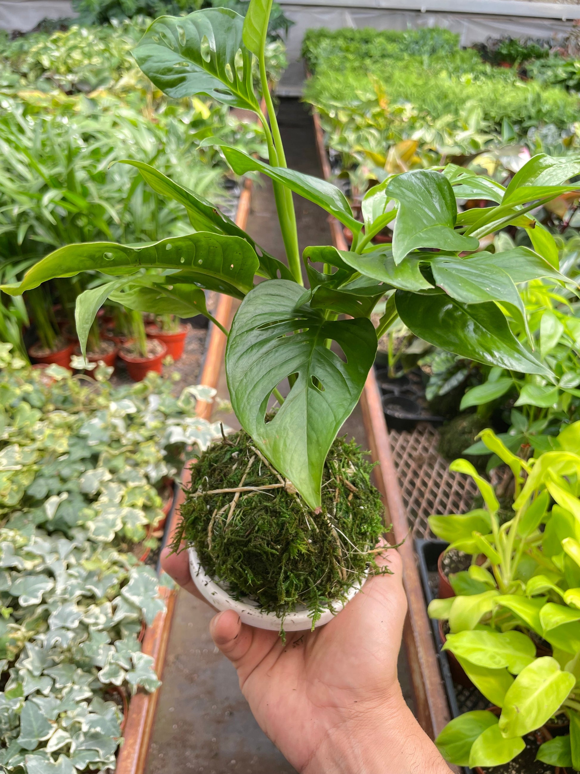 Monstera Swiss Cheese Kokedama – White