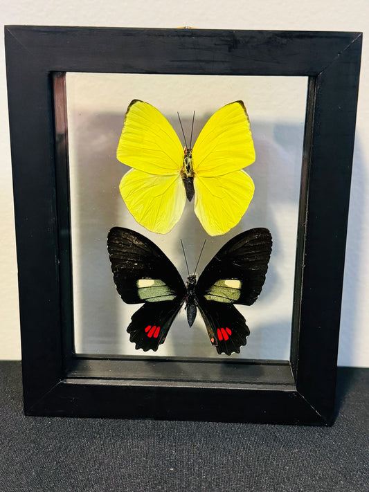Butterflies in Shadowbox – Ethically Sourced Real Butterfly Display (8x8")