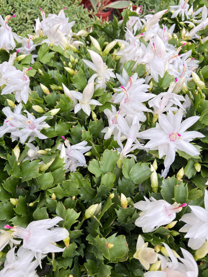Zygocactus 'Christmas Cactus' – White