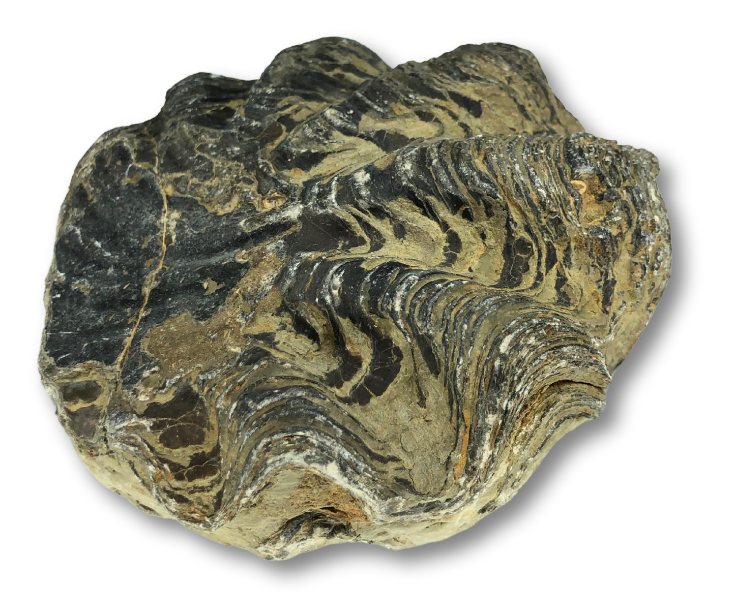 Fossil Oyster