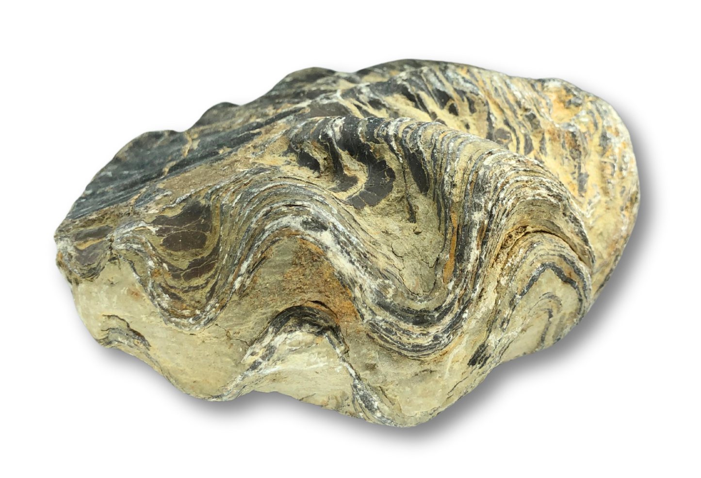 Fossil Oyster