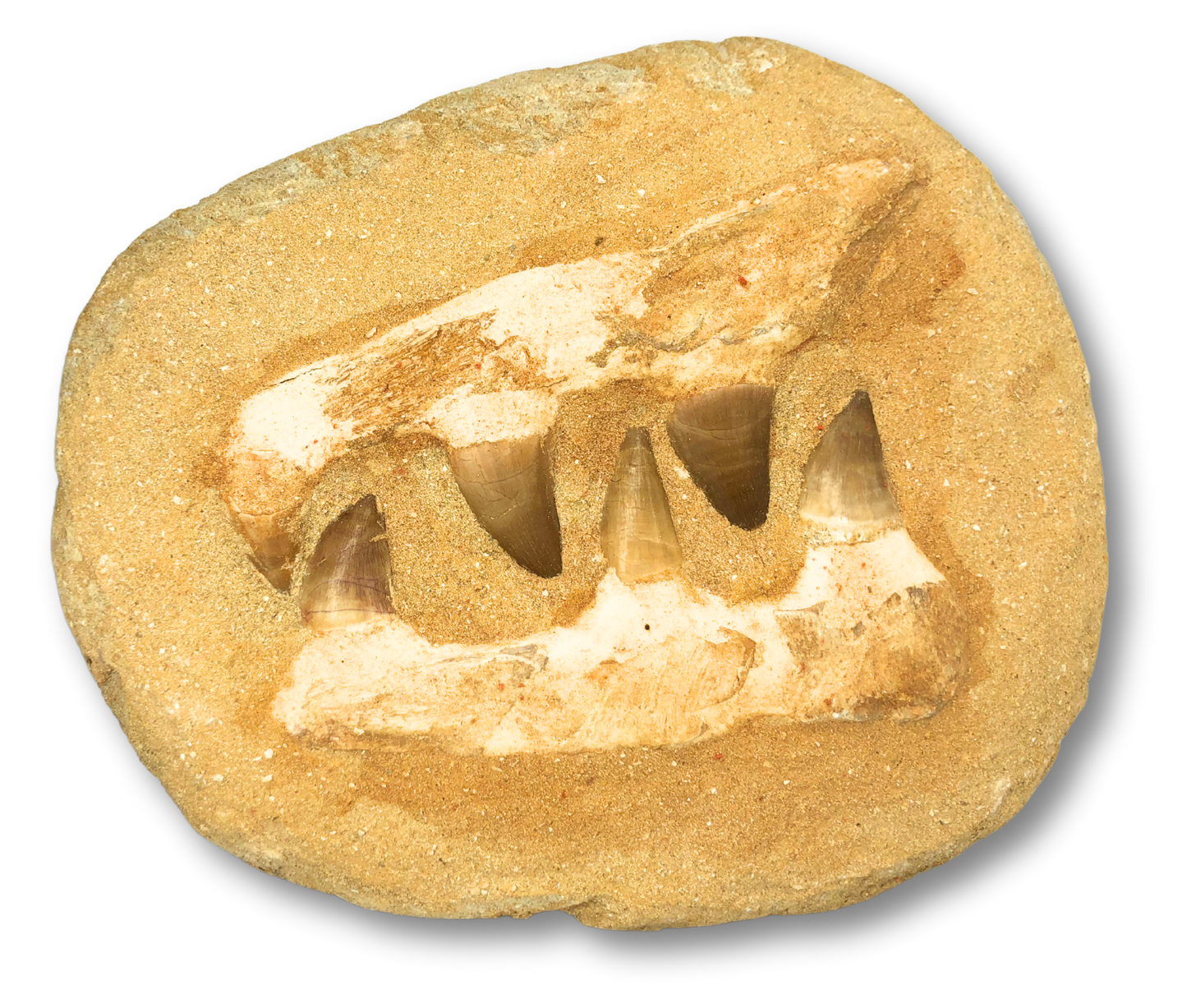 Composite Mosasaur Jaw $50.00 – Rocks & Fossils