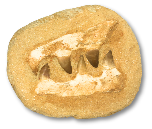 Composite Mosasaur Jaw $50.00