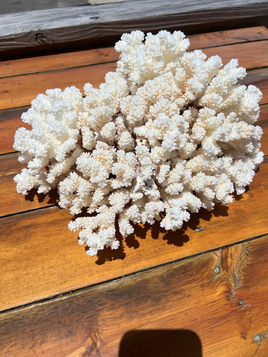 Vintage Brownstem Cluster Coral- 16" – coral