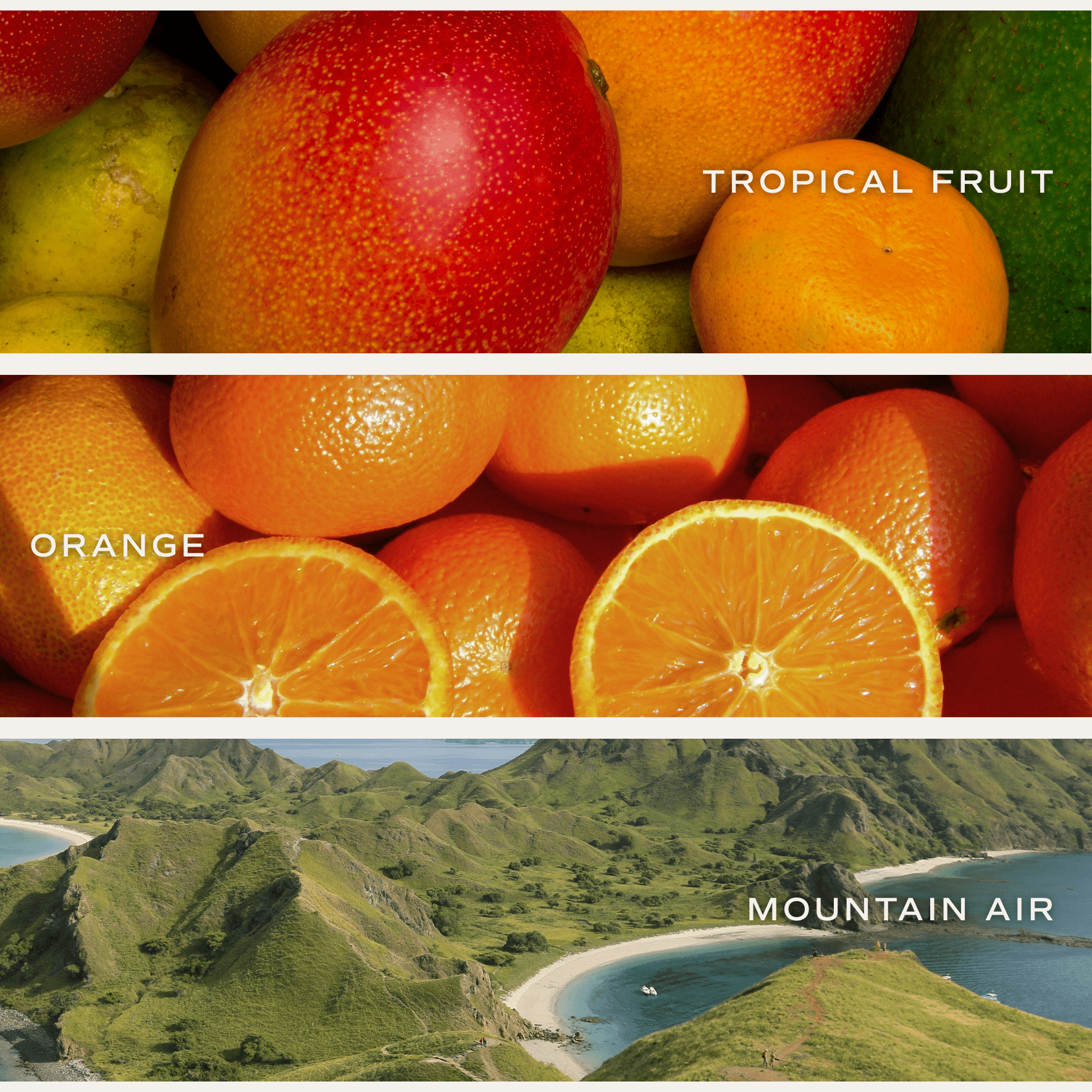 Island Air Reed Diffuser - Tropical Citrus – Reed Diffusers