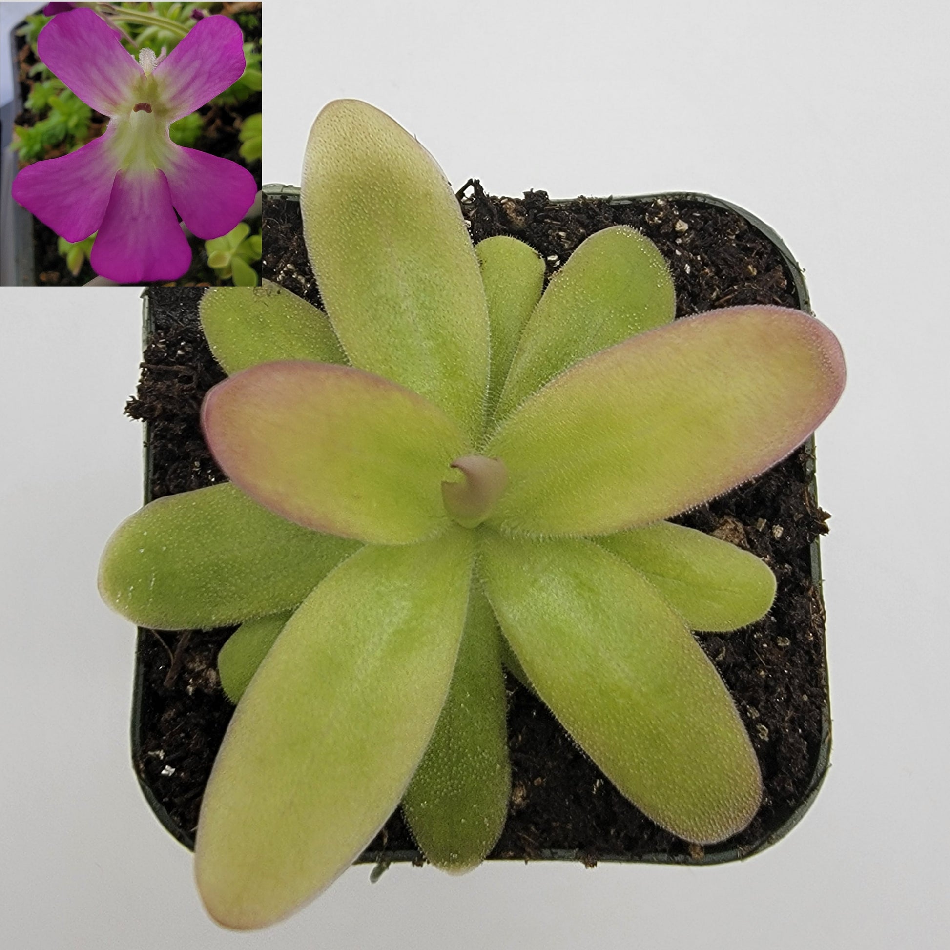 Pinguicula moranensis var. roseii – Butterworts