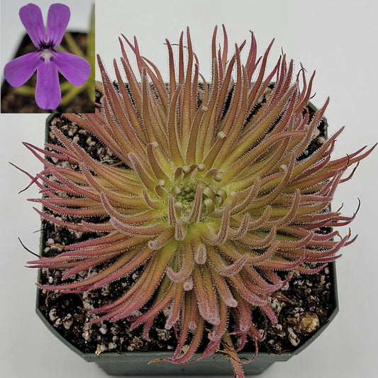 Pinguicula gypsicola {Buena Vista, San Luis Potosí} – Rare Mexican Carnivorous Butterwort | Live Plant – Butterworts