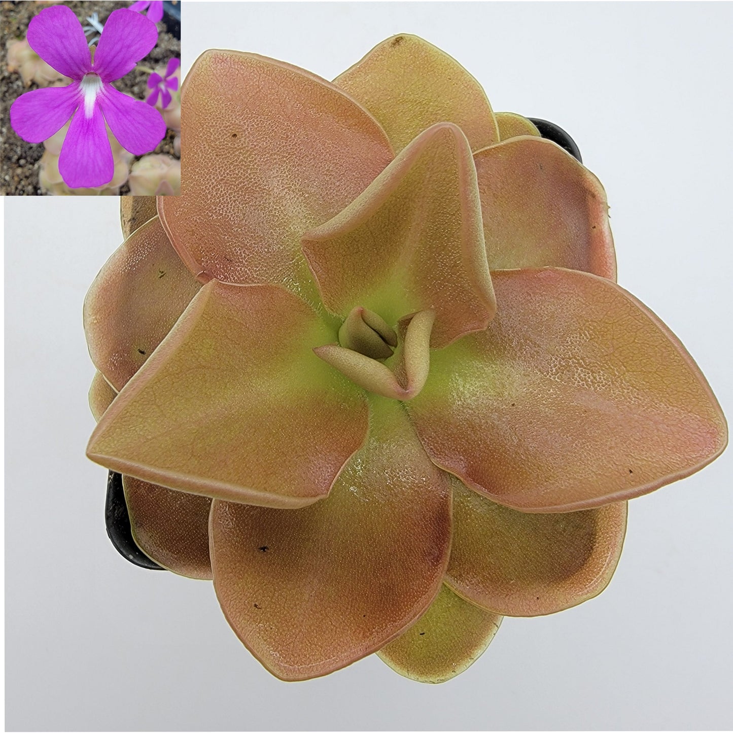 Pinguicula 'Sethos' – Butterworts