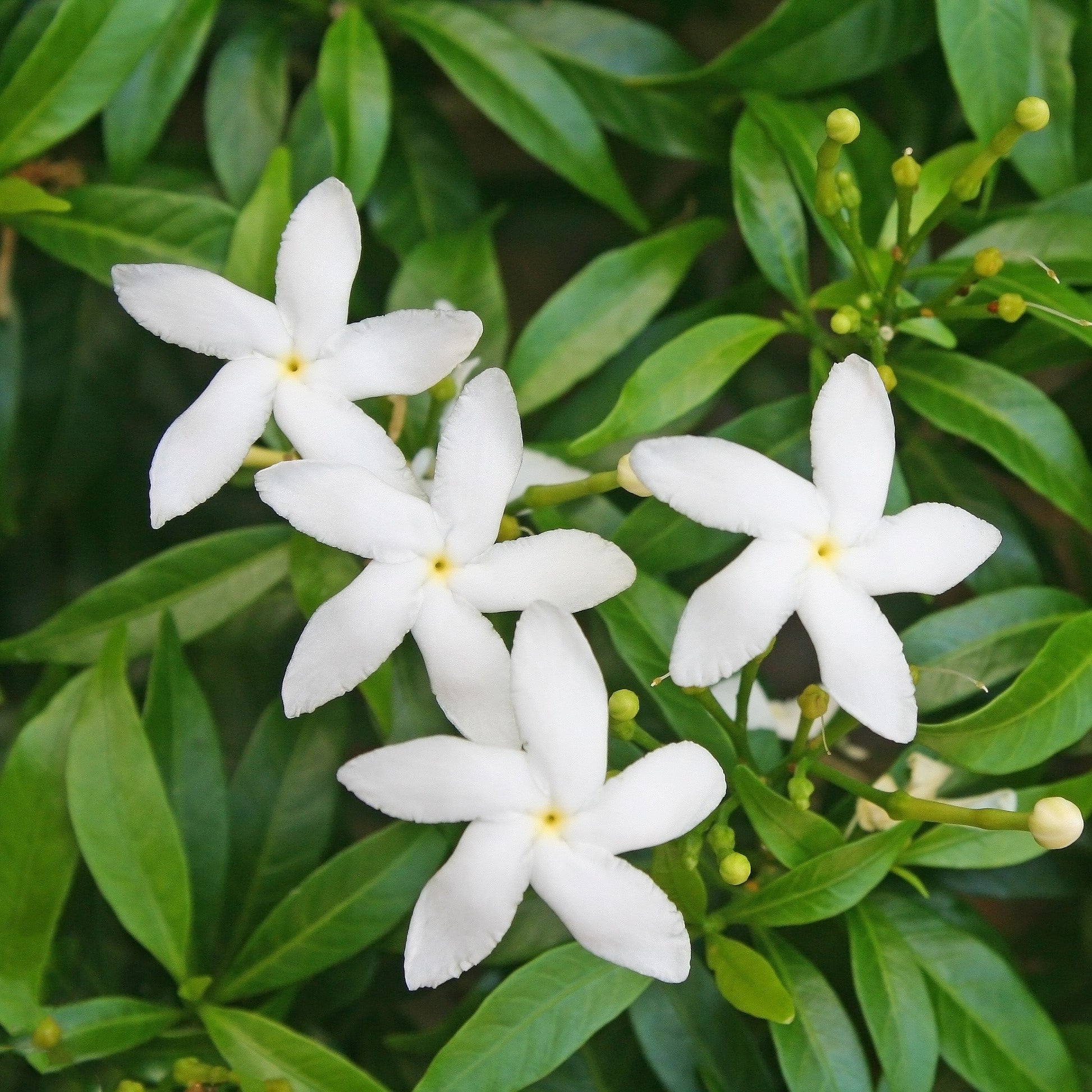Jasmine Essential Oil – Essential_Oil