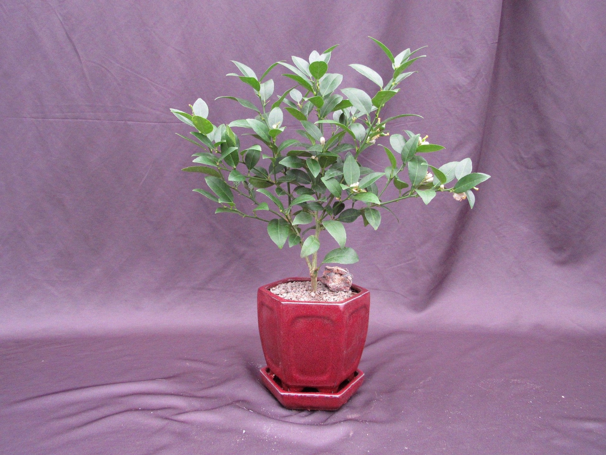 Key Lime Bonsai Tree – Key Lime