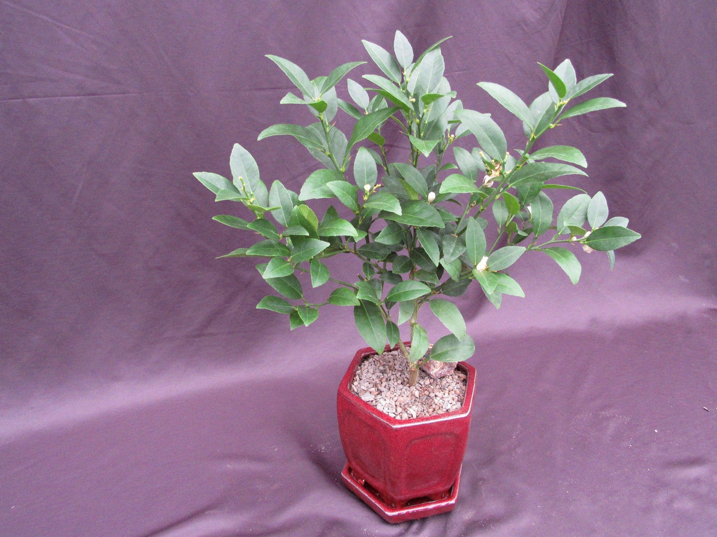 Key Lime Bonsai Tree – Key Lime