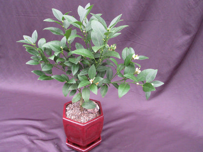 Key Lime Bonsai Tree – Key Lime