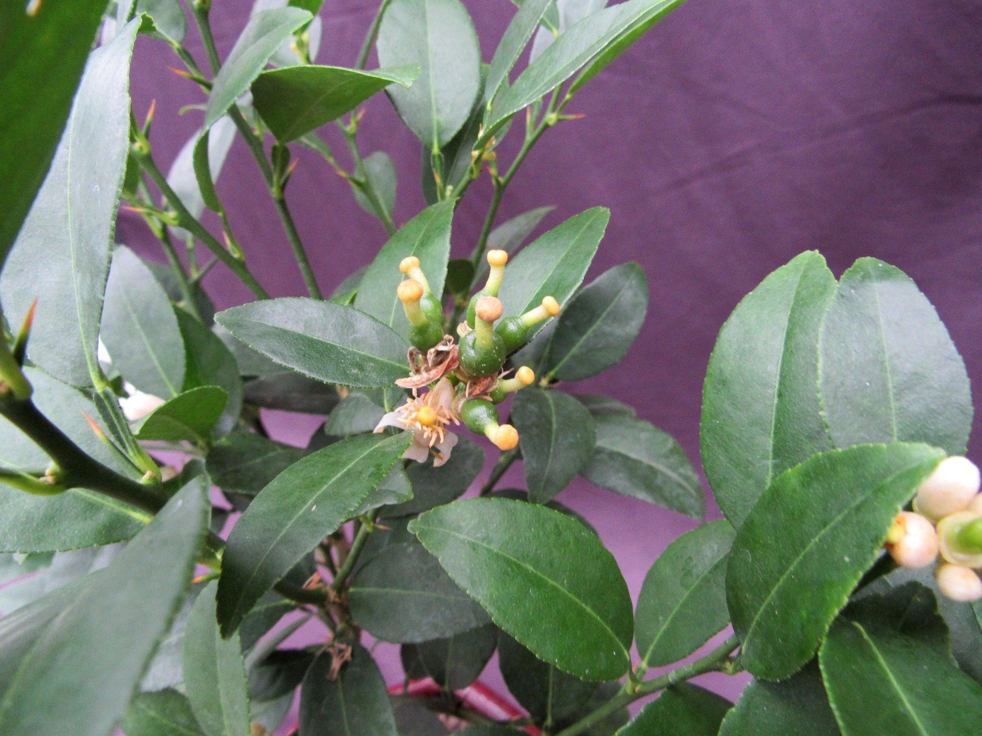 Key Lime Bonsai Tree – Key Lime
