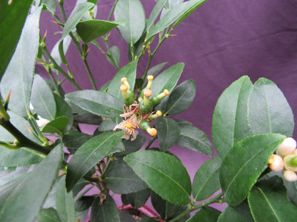 Key Lime Bonsai Tree – Key Lime