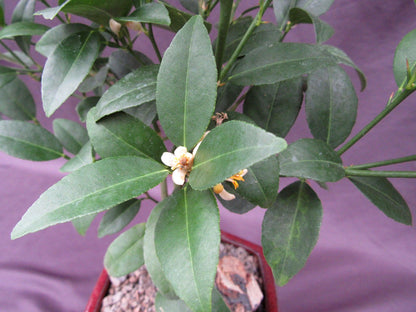 Key Lime Bonsai Tree – Key Lime