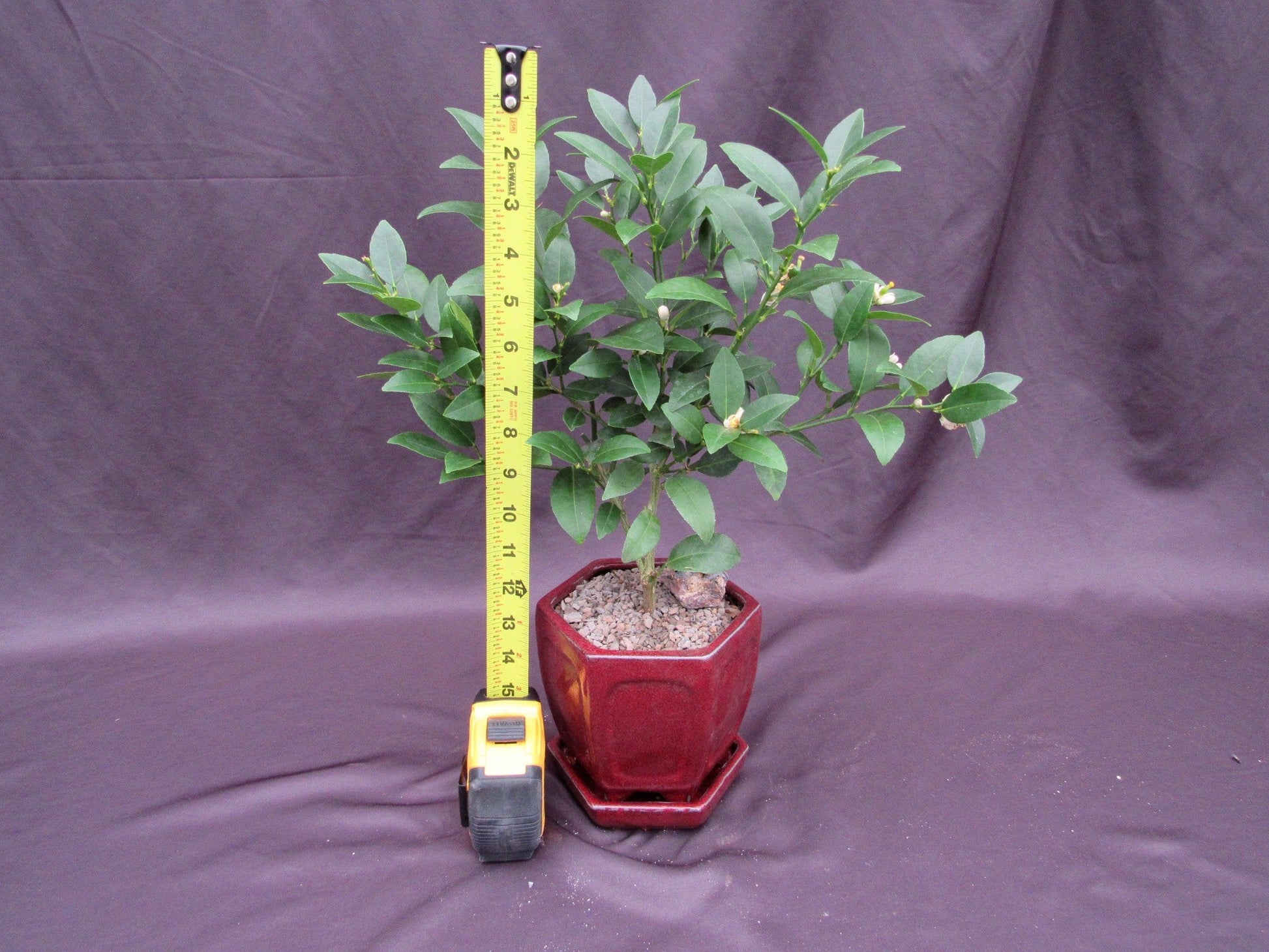 Key Lime Bonsai Tree – Key Lime
