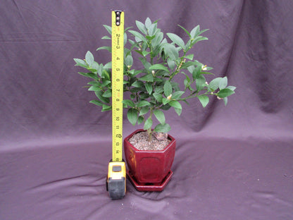 Key Lime Bonsai Tree – Key Lime