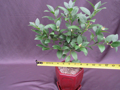 Key Lime Bonsai Tree – Key Lime