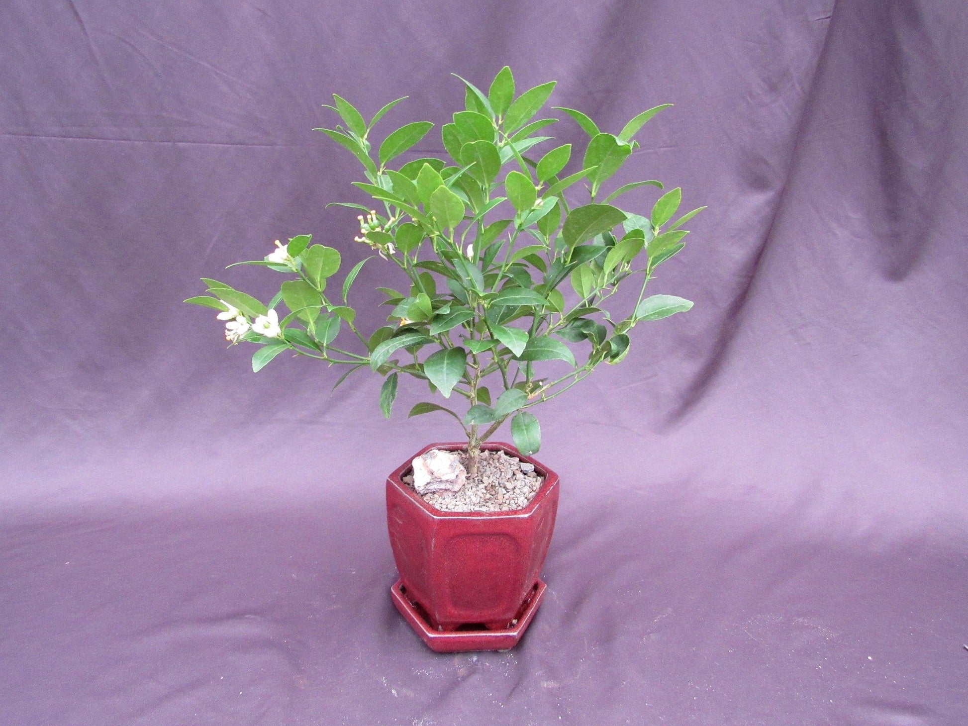 Key Lime Bonsai Tree – Key Lime