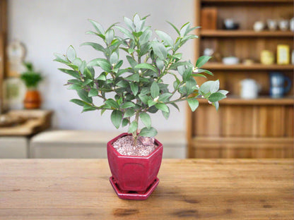 Key Lime Bonsai Tree – Key Lime