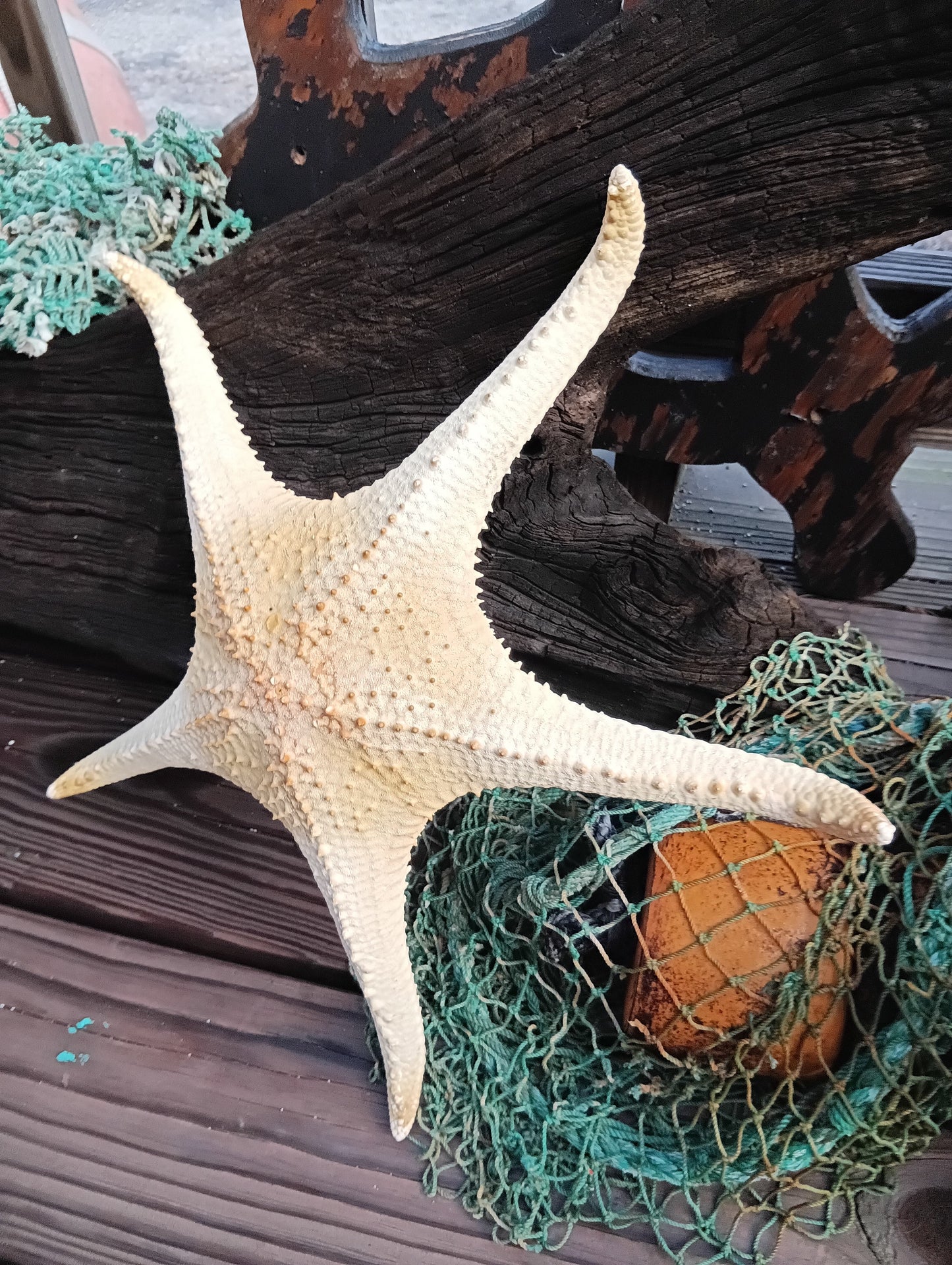 Pink Tip Starfish 14.5"