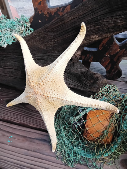 Pink Tip Starfish 14.5"