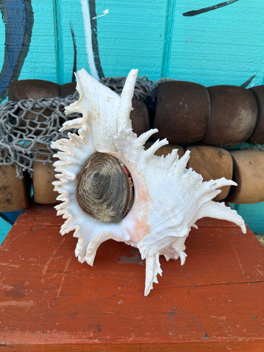 Ramose Murex Shell with Operculum 11" – Murex ramosus Coastal Display