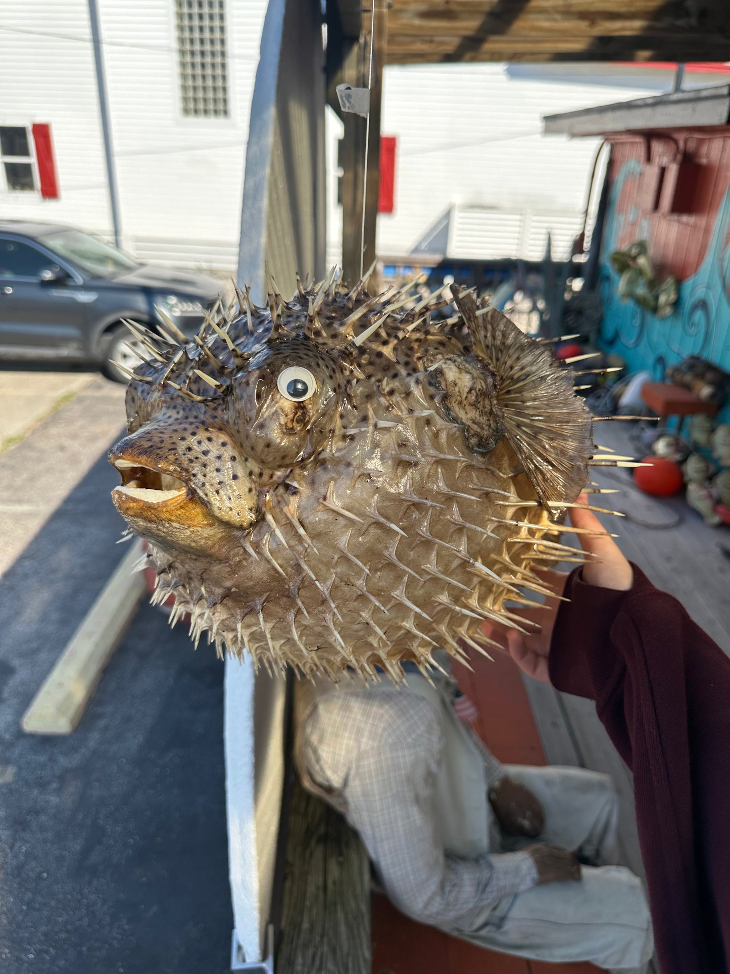 Spiny Puffer Fish Display – 22" Diodon hystrix Coastal Sea Life Decor –