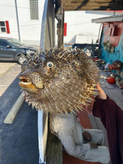Spiny Puffer Fish Display – 22" Diodon hystrix Coastal Sea Life Decor –