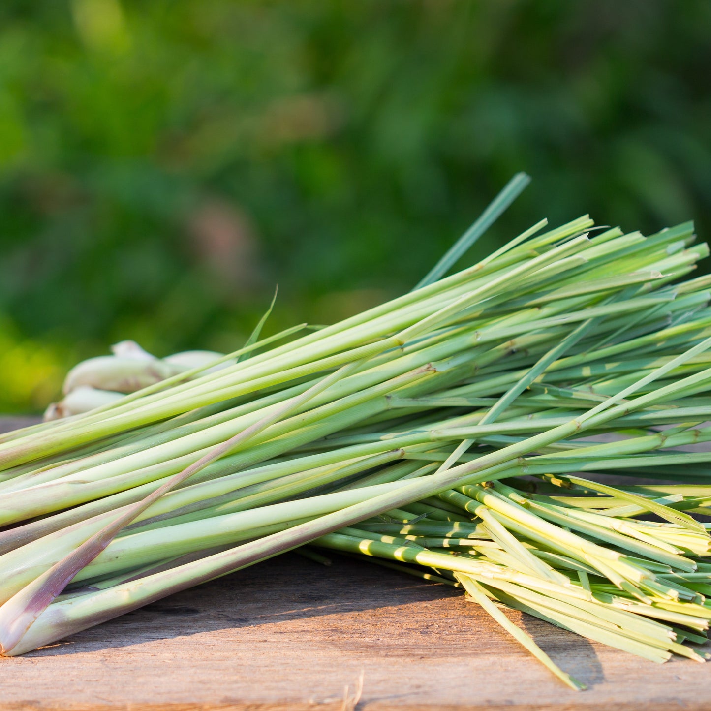Lemongrass Essential Oil – Essential_Oil