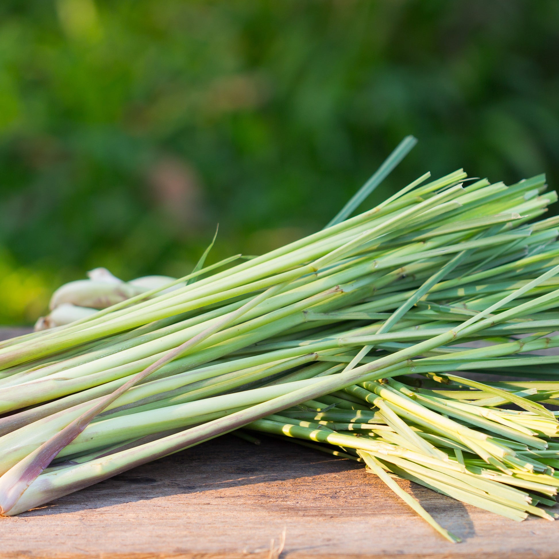 Lemongrass Essential Oil – Essential_Oil