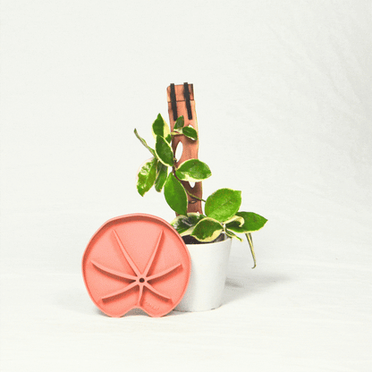 Lili Sausr - Lilly pad shaped Saucer - Spill tray - Drip tray for houseplants - Humidity tray