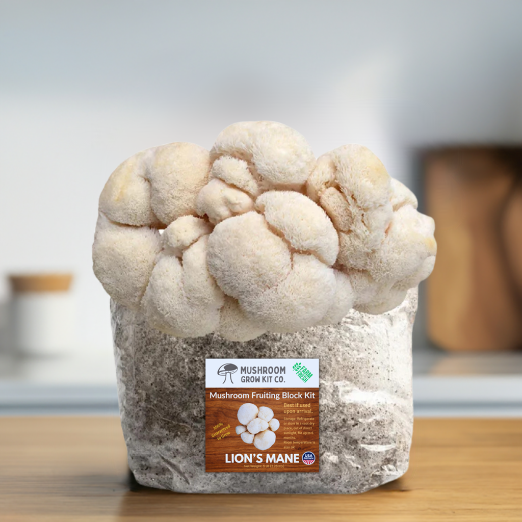 Premium Lion's Mane Mushroom Fruiting Block Grow Kit - 5 LBS