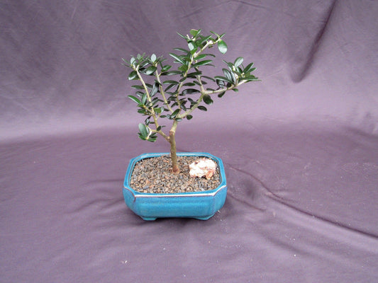Little Ollie European Olive Bonsai Tree – 7 Years Old, 9–10” Tall | Indoor Flowering Bonsai