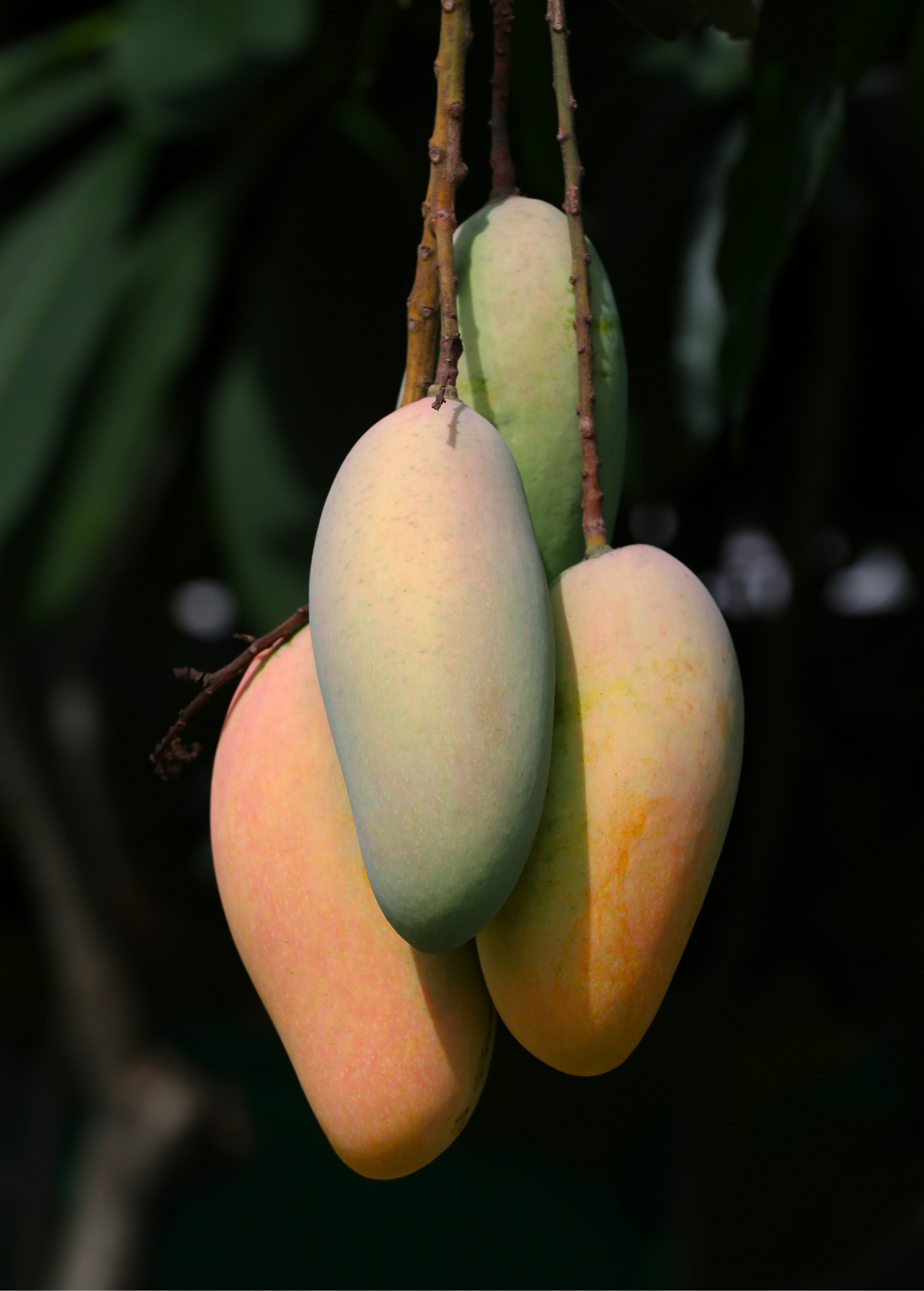 Mango 'Mahachanok' (Mangifera indica)