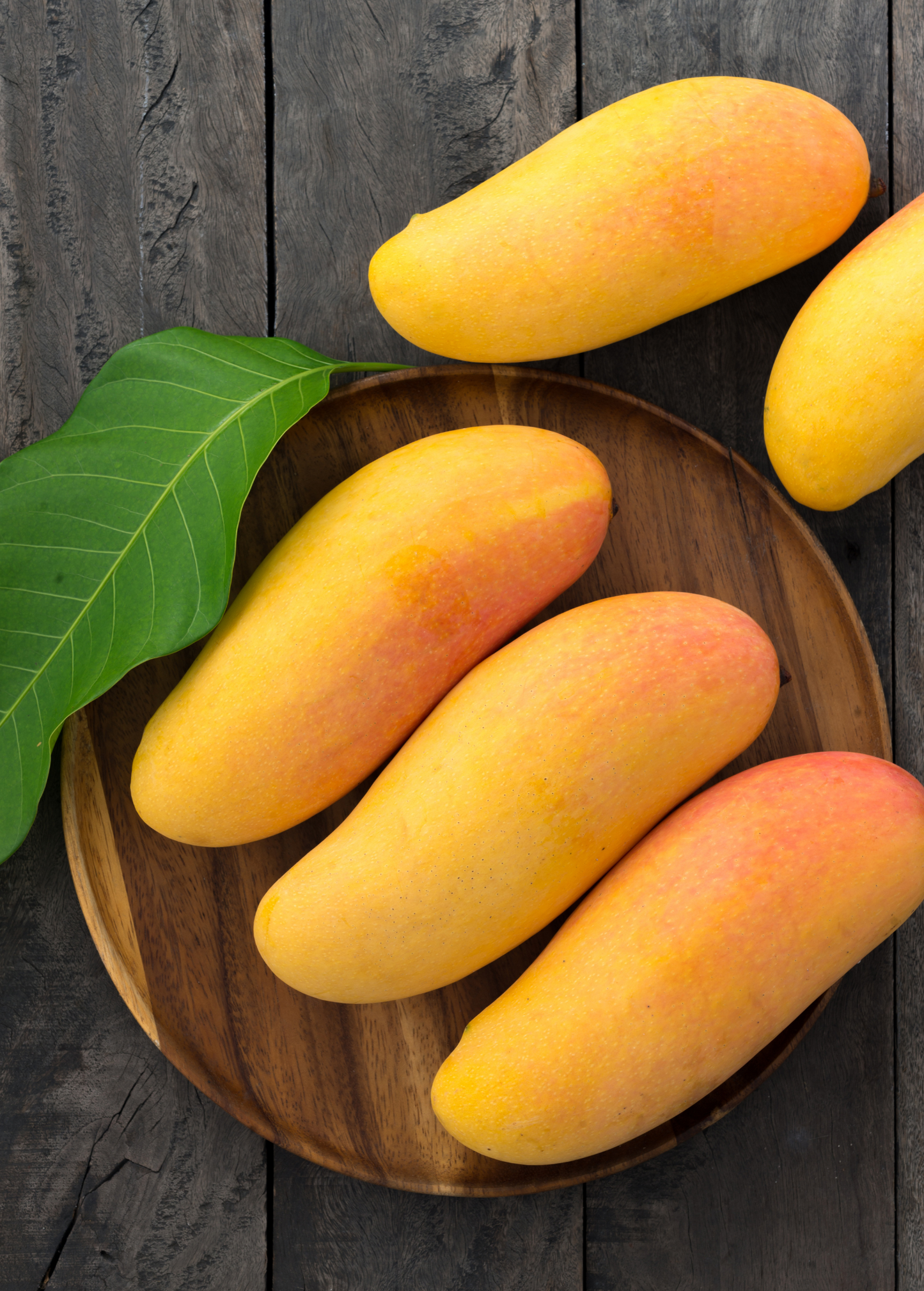 Mango 'Mahachanok' (Mangifera indica)