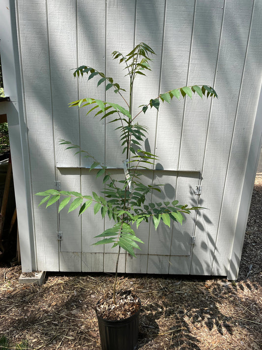 Chinese Mahogany ( Toona sinensis )