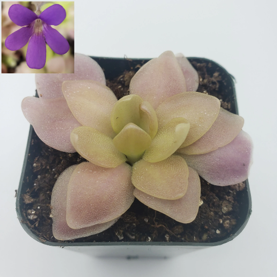 Pinguicula 'Marciano' – Hybrid Pink & Red-Violet Butterwort – Butterworts
