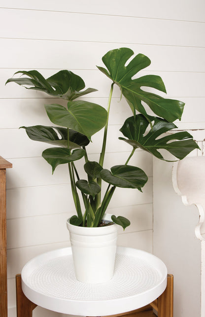 Mysteria® Deliciosa | Swiss Cheese Plant | Monstera Deliciosa