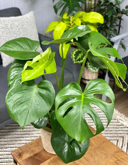 Mysteria® Deliciosa | Swiss Cheese Plant | Monstera Deliciosa