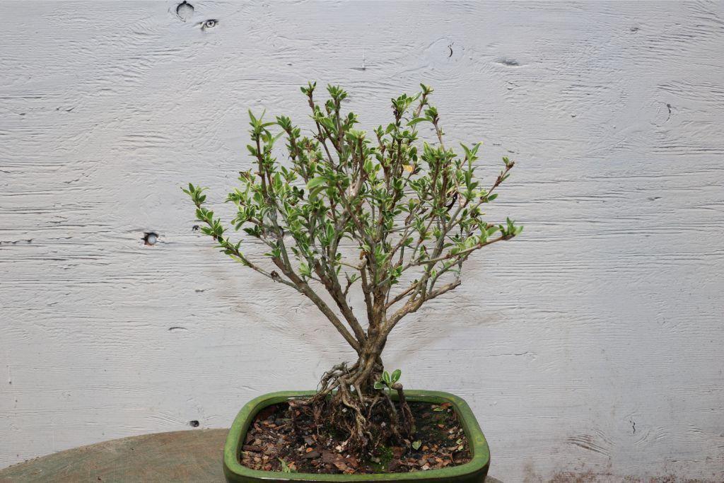 Mt. Fuji Serissa Exposed Root Golf Ball Bonsai Tree – Serissa