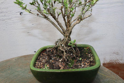 Mt. Fuji Serissa Exposed Root Golf Ball Bonsai Tree – Serissa