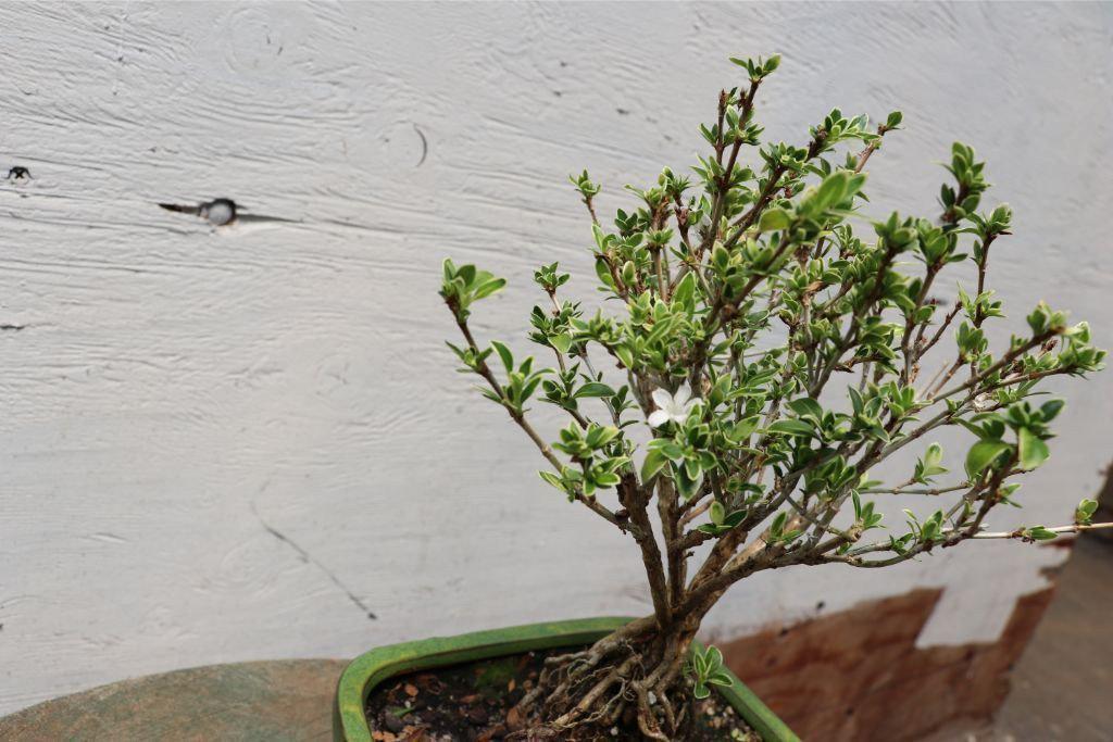 Mt. Fuji Serissa Exposed Root Golf Ball Bonsai Tree – Serissa