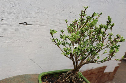Mt. Fuji Serissa Exposed Root Golf Ball Bonsai Tree – Serissa
