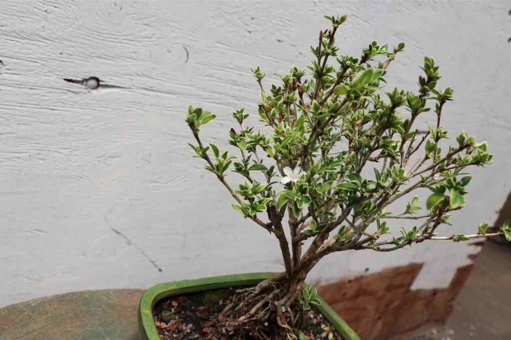 Mt. Fuji Serissa Exposed Root Golf Ball Bonsai Tree – Serissa