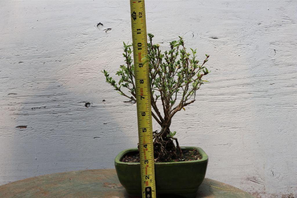 Mt. Fuji Serissa Exposed Root Golf Ball Bonsai Tree – Serissa