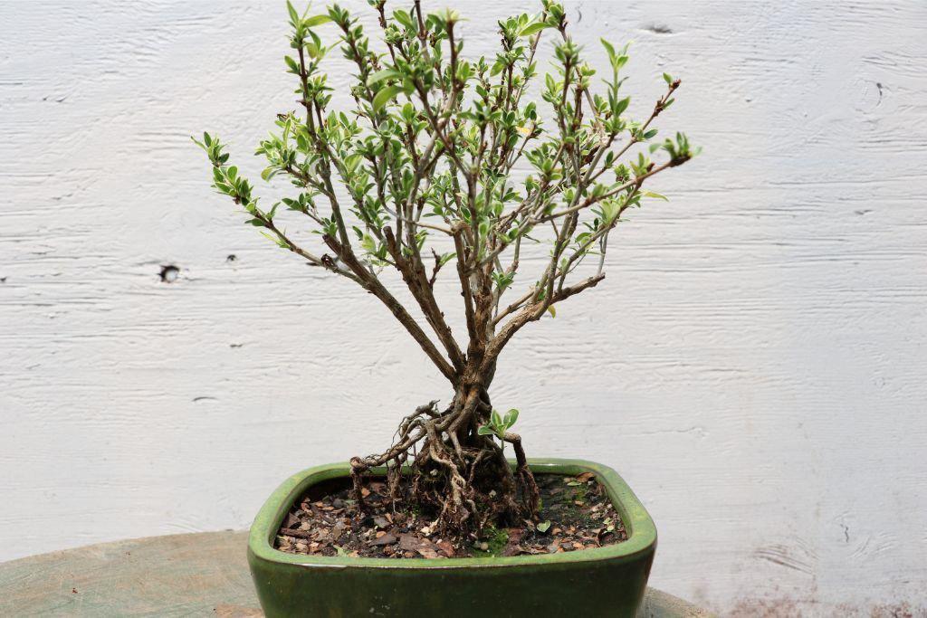 Mt. Fuji Serissa Exposed Root Golf Ball Bonsai Tree – Serissa