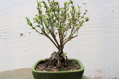 Mt. Fuji Serissa Exposed Root Golf Ball Bonsai Tree – Serissa